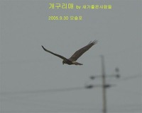 개구리매 Eastern Marsh Harrier