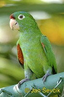 Photo of papušek Aratinga finschi, Crimson fronted Parakeet, Aratinga de Finsch, Veraguasittich