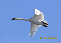 Photo of labuť velká, Cygnus olor, Mute Swan, Hockerschwan