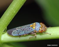 Oncometopia nigricans - Black-winged sharpshooter