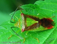 Acanthosoma haemorrhoidale - Hawthorn Shield Bug