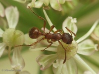 Myrmica rubra