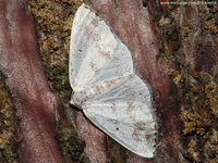 Lomographa temerata - Clouded Silver