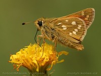 Hesperia comma - Silver-spotted Skipper