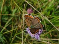 Lycaena tityrus - Sooty Copper