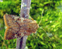 Cerastis rubricosa - Red Chestnut