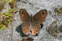 Lasiommata maera - Large Wall Brown