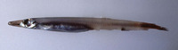 Lestidium nudum, Deep water pike smelt:
