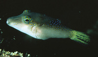 Canthigaster epilampra, Lantern toby: