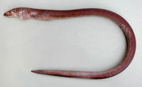 Mystriophis rostellatus, African spoon-nose eel: fisheries