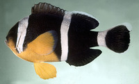 Amphiprion chrysogaster, Mauritian anemonefish:
