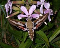 Hyles gallii - Bedstraw Hawk-moth
