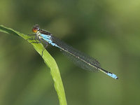 Erythromma viridulum - Lesser Red-eyed Damselfly