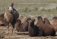Image of: Camelus bactrianus (Bactrian camel)
