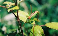 Leptophyes laticauda