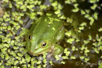 Rana lessonae - Pool Frog