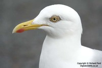 Larus argentatus argenteus