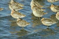 Limnodromus griseus - Short-billed Dowitcher