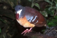 Gallicolumba crinigera - Mindanao Bleeding-heart dove