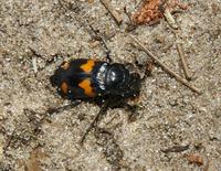 Image of: Nicrophorus orbicollis (burying beetle)