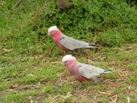 Eolophus roseicapillus - Galah