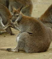 Macropus rufogriseus - Red-necked Wallaby