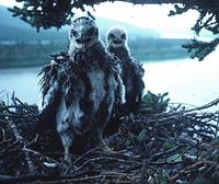 Image of: Buteo jamaicensis (red-tailed hawk)