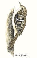 Image of: certhia americana (brown creeper;American treecreeper)