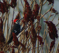 Image of: Dryocopus pileatus (pileated woodpecker)