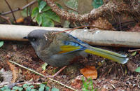 Image of: Garrulax elliotii (Elliot's laughingthrush)