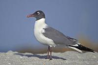 Image of: Larus atricilla (laughing gull)