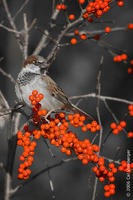 Image of: Passer domesticus (house sparrow)