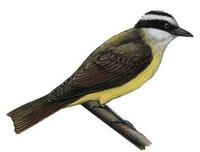 Image of: Pitangus sulphuratus (great kiskadee)