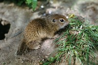 Spermophilus citellus - European Ground Squirrel