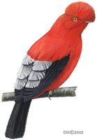 Image of: Rupicola peruvianus (Andean cock-of-the-rock)