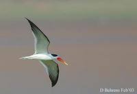 Image of: Rynchops albicollis (Indian skimmer)