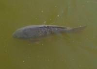 Cyprinus carpio - Common Carp