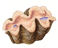 Image of: Tridacna gigas (giant clam)