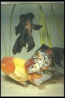 Image of: Carassius auratus (goldfish)