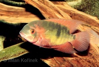 Hypselecara temporalis - Chocolate Cichlid