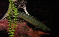 Image of: Polypterus retropinnis