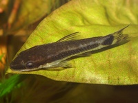 Otocinclus affinis - Dwarf Sucking Catfish