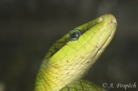 Gonyosoma oxycephalum - Red-tailed Green Ratsnake