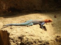 Agama agama - Red-headed Agama