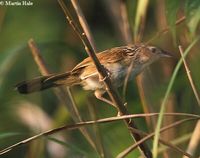 Rufous-rumped Grassbird - Graminicola bengalensis