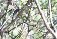 Slaty-backed Flycatcher - Ficedula hodgsonii