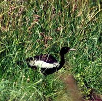 Lesser Florican - Sypheotides indica