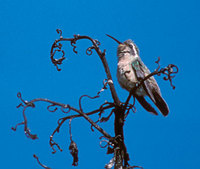 Xantus's Hummingbird (Hylocharis xantusii) photo