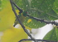 Yellow-collared Chlorophonia (Chlorophonia flavirostris) photo