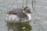 Silvery Grebe - Podiceps occipitalis